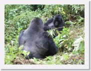 16HirwaGroup - 024 * The still unnamed silverback is the only one that takes the time to groom his offspring.